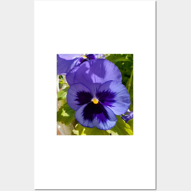 Blue Pansy Photo Wall Art by SarahRajkotwala